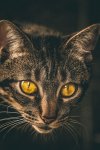 animal-animal-photography-blur-cat.jpg