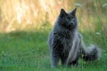 blue-norwegian-forest-cat_Elisa-Putti_Shutterstock.jpg