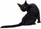 3-30252_black-cat-png-clipart-download-real-black-cats.png