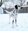 Long-haired-Dalmatian-standing-on-snow.jpg