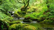 stream-in-temperate-rainforest-wales-coed-nant-gwernol-and-coed-hendrewallog-24-jordan-mansfield.jpg