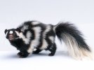 __opt__aboutcom__coeus__resources__content_migration__mnn__images__2018__05__spotted-skunk-whi...jpg