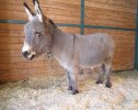 Gerald-the-mini-donkey.jpg
