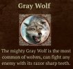 gray wolf.jpeg