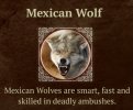 mexican wolf.jpeg