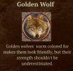 golden wolf.jpeg