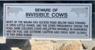 Invisible Cows.jpg