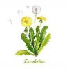 877 Dandelion Watercolor Photos - Free & Royalty-Free Stock Photos from  Dreamstime