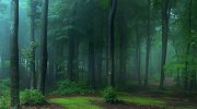 blue-foggy-forest-panorama-toma-bonciu.jpg