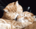 cat-licking-and-snuggling-another-cat.gif