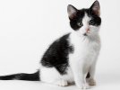 HD-wallpaper-calico-kitten-pet-calico-feline-cat-kitten-sweet-thumbnail.jpg