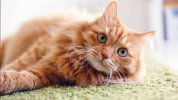 Science-Explains-Why-Orange-Cats-Are-The-Most-Special-1600x900.jpg