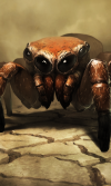 Oddly_Cute_Jumping_Spider.png