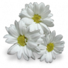 9469-flowers-white.png
