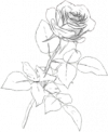7825-rose-white-draw.png