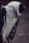 Black and white Hawk Eagle.jpeg.jpg