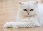 white-persian-cats-picture-id637190306.jpg