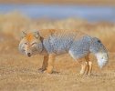 tibetan fox.jpg