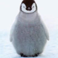 Disgruntled Penguin