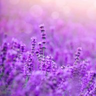 Lavenderdrops