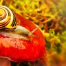 Mushroom Snail