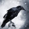 Capricious Raven