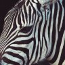 Taciturn_zebra