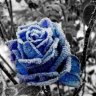 Blue winter rose