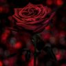 The Scarlet Rose