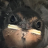 GrumpySwallow
