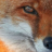Death-fox