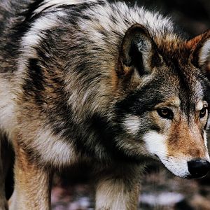Wolf1