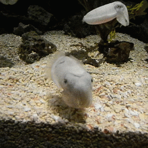 Cuttlefish gif