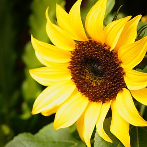 sunflower-1333422211DVQ.jpg