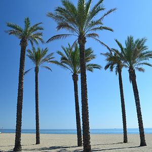 palm-trees-on-beach.jpg
