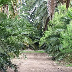 spanish-palm-grove.jpg