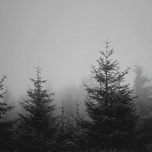 Forest-trees-animated-gif-8