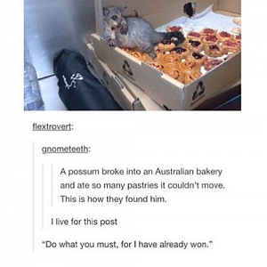 Gnometeeth-a-possum-broke-into-an-australian-bakery-and-ate-15706905