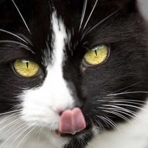 jiu_rf_photo_of_cat_licking_its_chops.jpg