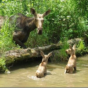 Mom finds her calves in the river