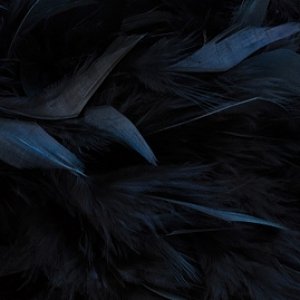 raven feathers banner.jpg