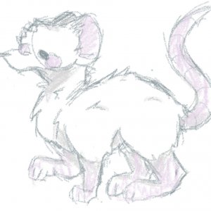 Rat/mouse