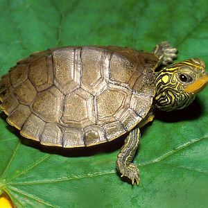 Jonathan as a turtle