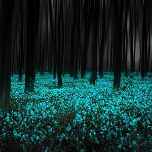 Evernight Forest