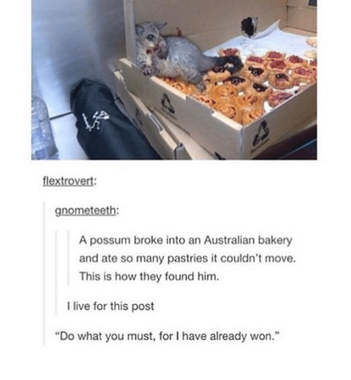 Gnometeeth-a-possum-broke-into-an-australian-bakery-and-ate-15706905