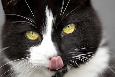 jiu_rf_photo_of_cat_licking_its_chops.jpg
