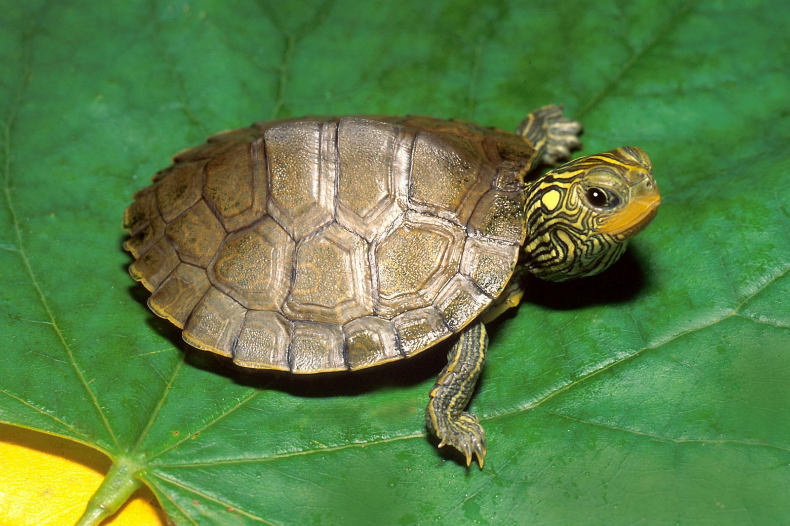 Jonathan as a turtle