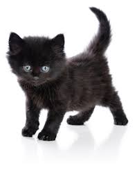 National black cat day on august 27th
