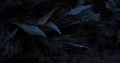 raven feathers banner.jpg