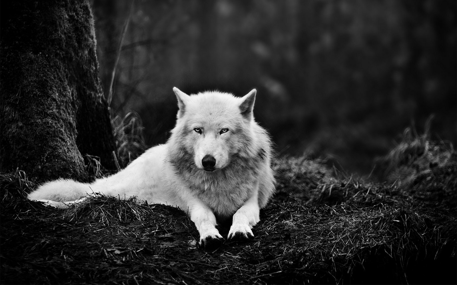 White-wolf